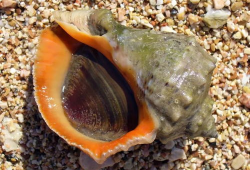 海螺视频,探索海洋奥秘，畅游视觉盛宴